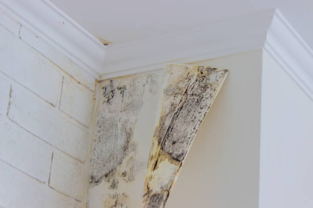 Why You Should Choose Our Mold Remediation Services in Jamesport, NY